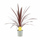 Cordyline australis 'Red Star' potted houseplant in nursery pot on white background, product photo 3.