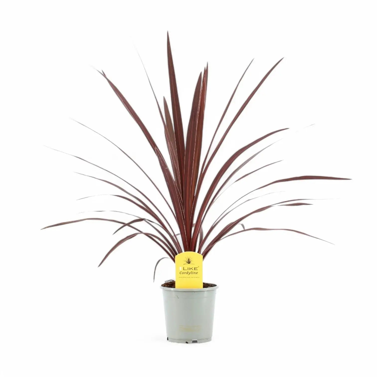 Cordyline australis 'Red Star' potted houseplant in nursery pot on white background, product photo 3.