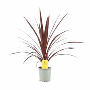 Cordyline australis 'Red Star' potted houseplant in nursery pot on white background, product photo 3.