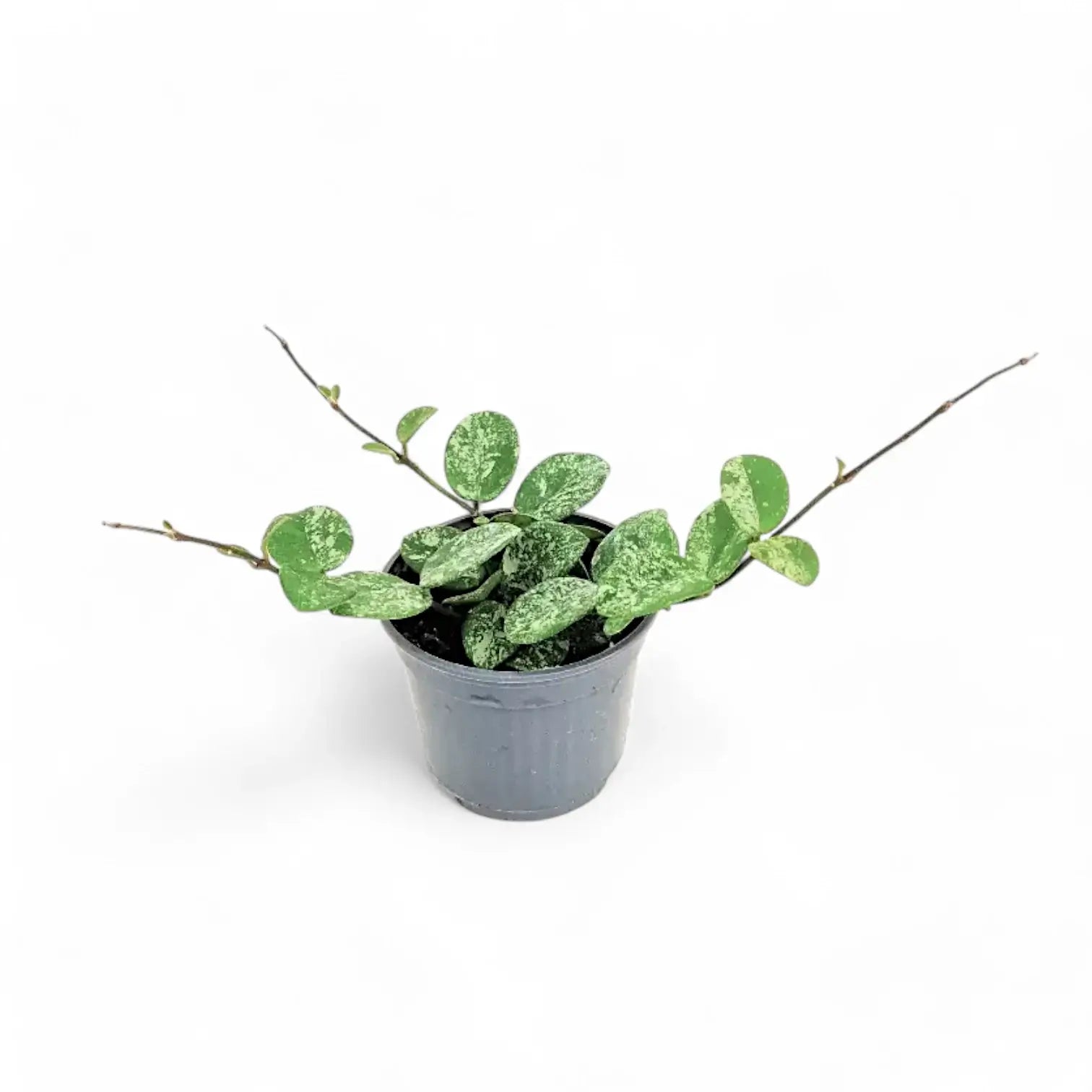 Hoya ‘Mathilde Splash’ potted houseplant in nursery pot on white background, product photo 8.