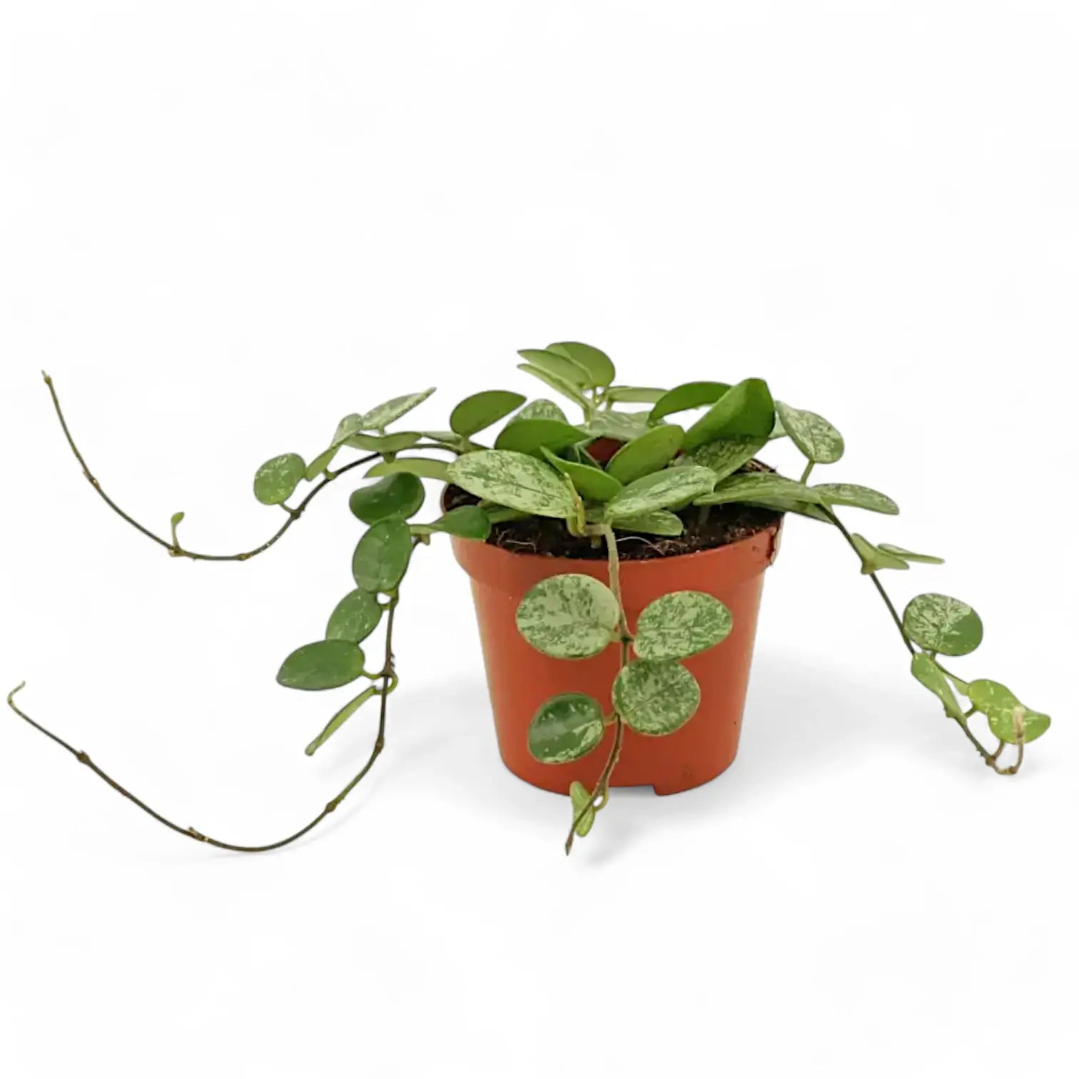 Hoya ‘Mathilde Splash’ potted houseplant in nursery pot on white background, product photo 9.