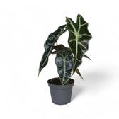 Alocasia 'Bambino Arrow' potted houseplant in nursery pot on white background, product photo 3.