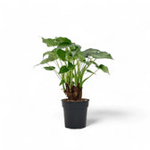 Alocasia cucullata potted houseplant in nursery pot on white background, product photo 13.