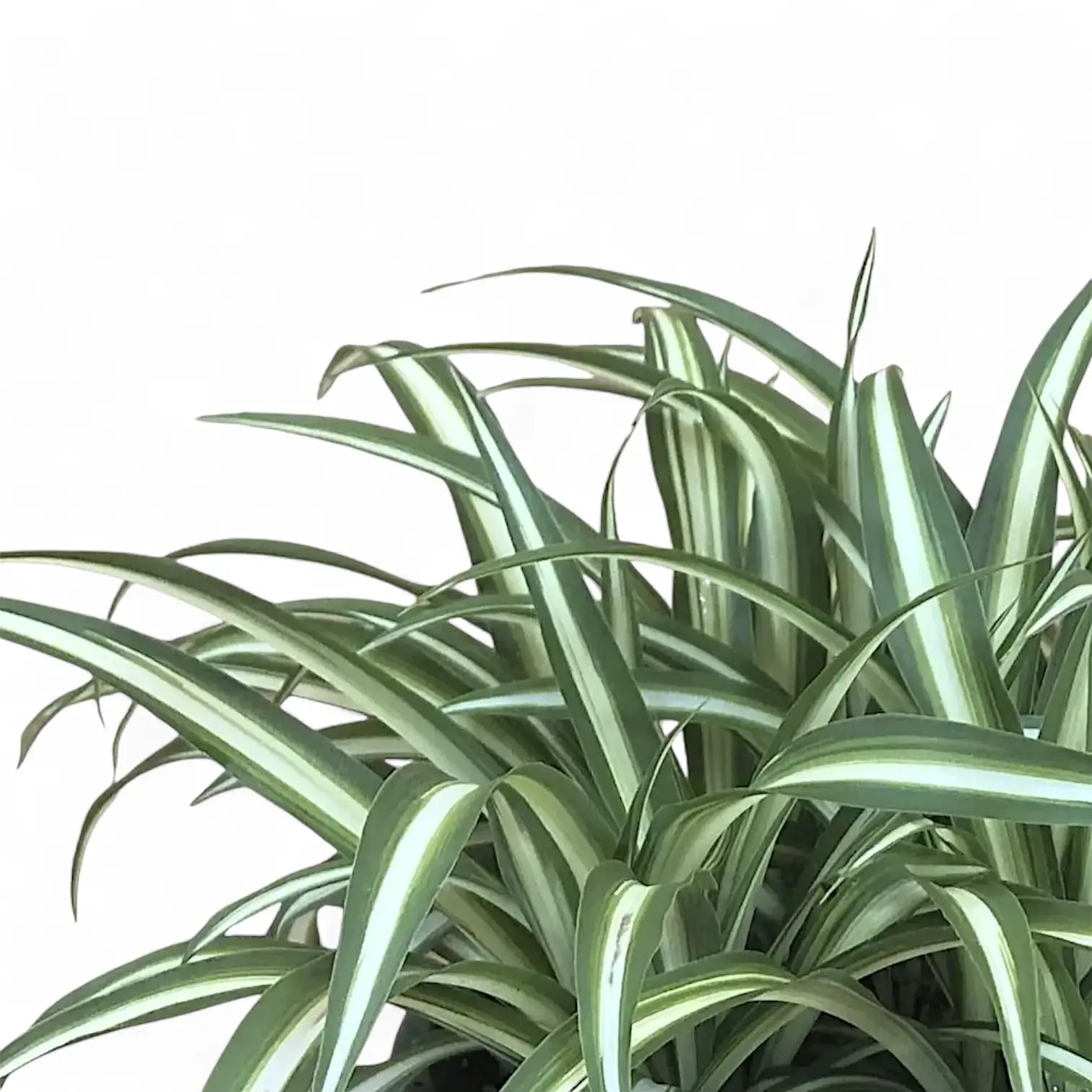 Chlorophytum comosum variegatum potted houseplant in nursery pot on white background, product photo 2.