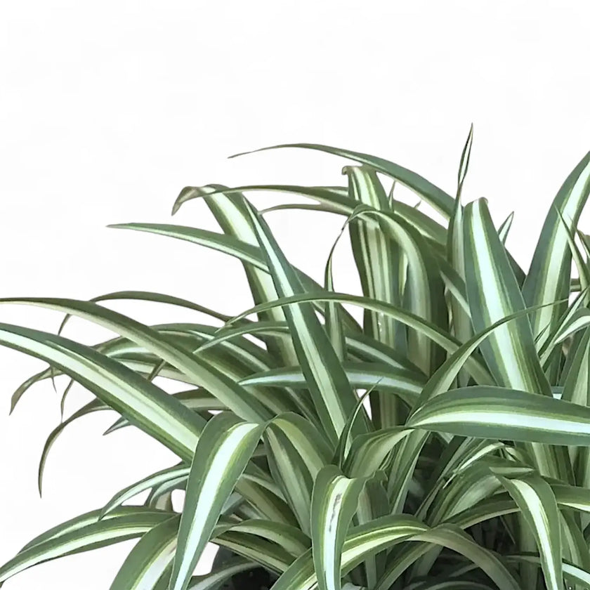 Chlorophytum comosum variegatum potted houseplant in nursery pot on white background, product photo 2.