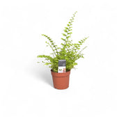 Nephrolepis exaltata 'Green Fantasy' potted houseplant in nursery pot on white background, product photo 3.