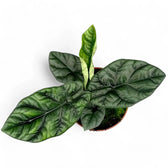 Alocasia sinuata potted houseplant in nursery pot on white background, product photo 2.