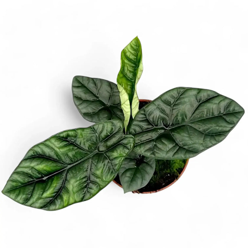 Alocasia sinuata – Topfpflanze im Kulturtopf vor weißem Hintergrund, Produktfoto 2.