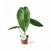 Anthurium veitchii potted houseplant in nursery pot on white background, product photo 3.