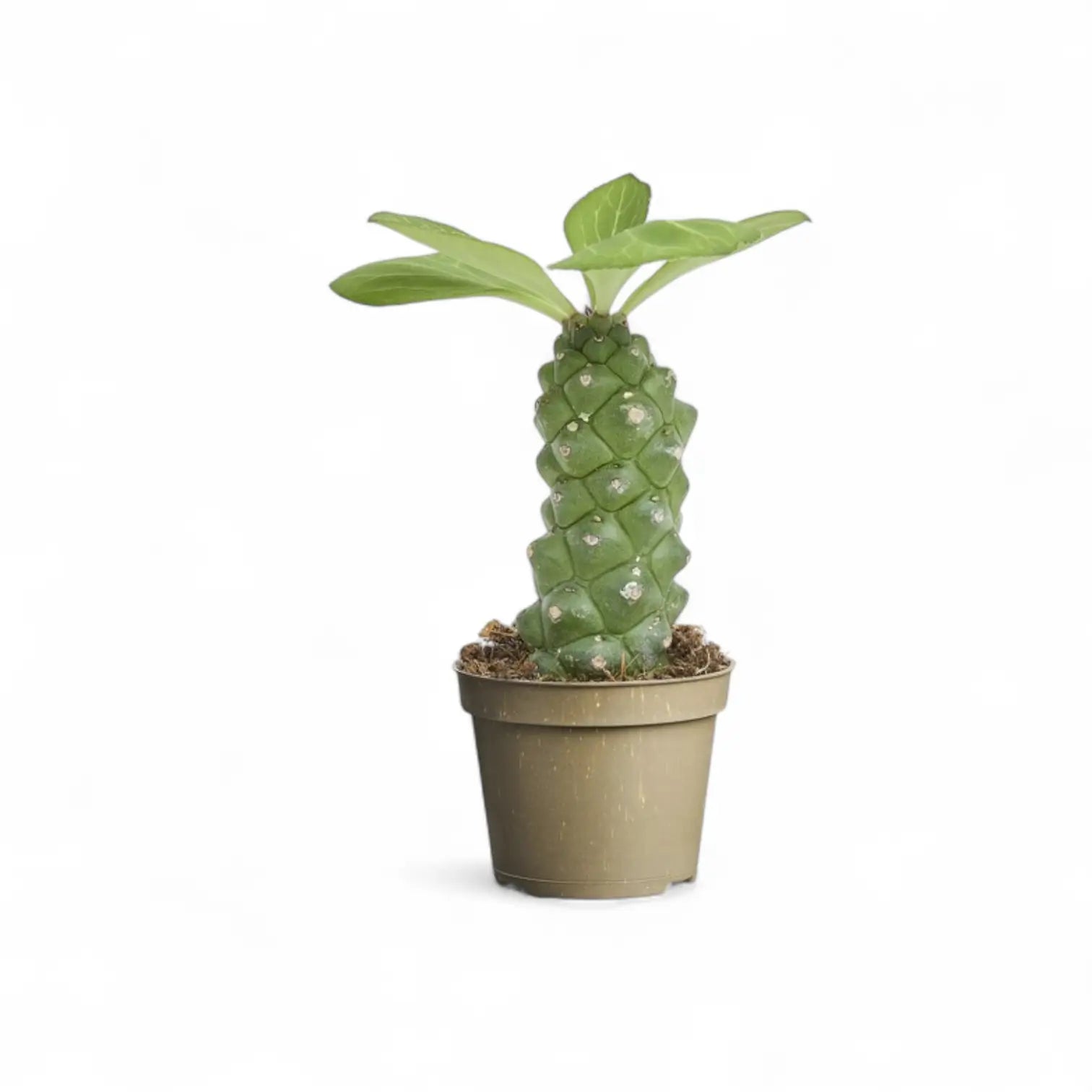 Euphorbia ritchiei potted houseplant in nursery pot on white background, product photo 2.