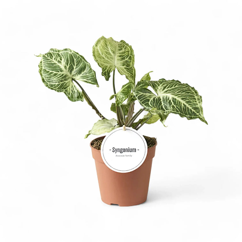 Syngonium podophyllum 'Batik' ('Golden venation') potted houseplant in nursery pot on white background, product photo 2.