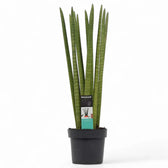 Dracaena angolensis (Sansevieria cylindrica) potted houseplant in nursery pot on white background, product photo 3.