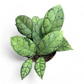 Hoya callistophylla potted houseplant in nursery pot on white background, product photo 3.