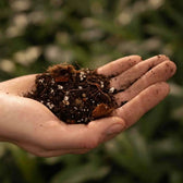 Syngonium-Substratmischung auf weißem Hintergrund, Produktfoto 5.