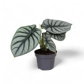 Alocasia baginda 'Silver dragon' potted houseplant in nursery pot on white background, product photo 6.