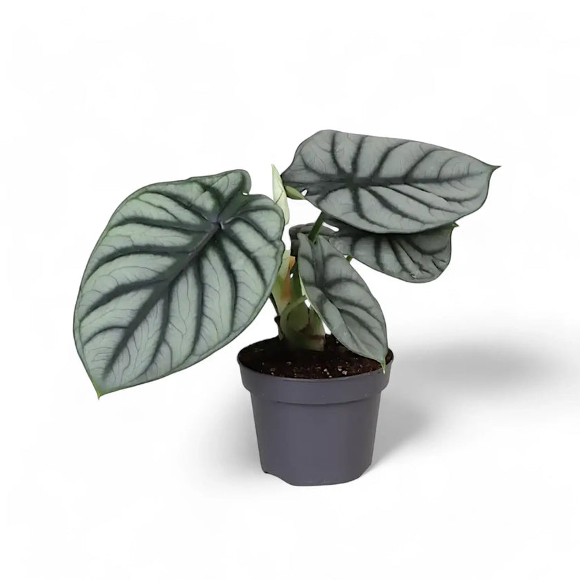 Alocasia baginda 'Silver dragon' potted houseplant in nursery pot on white background, product photo 6.
