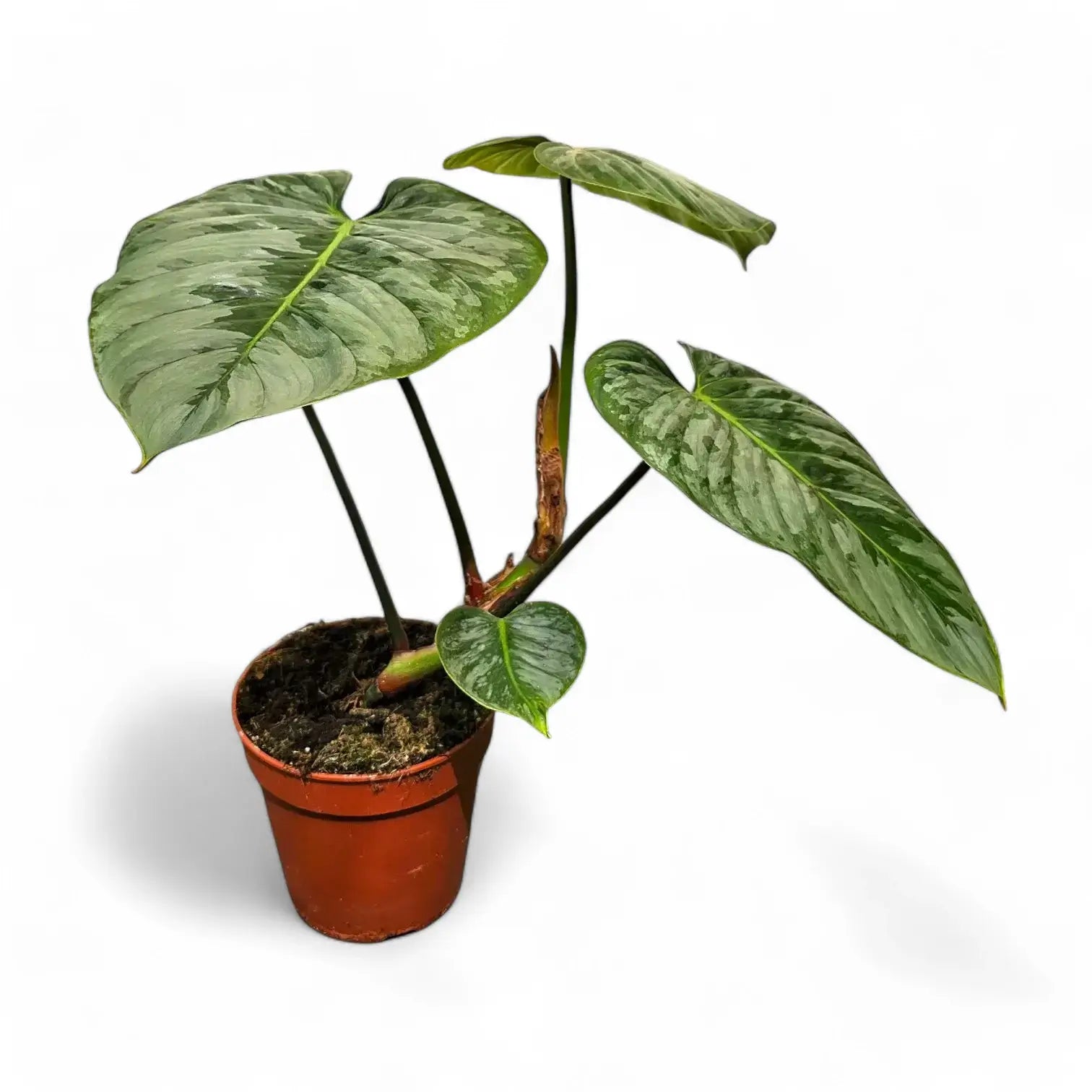 Philodendron sodiroi potted houseplant in nursery pot on white background, product photo 6.