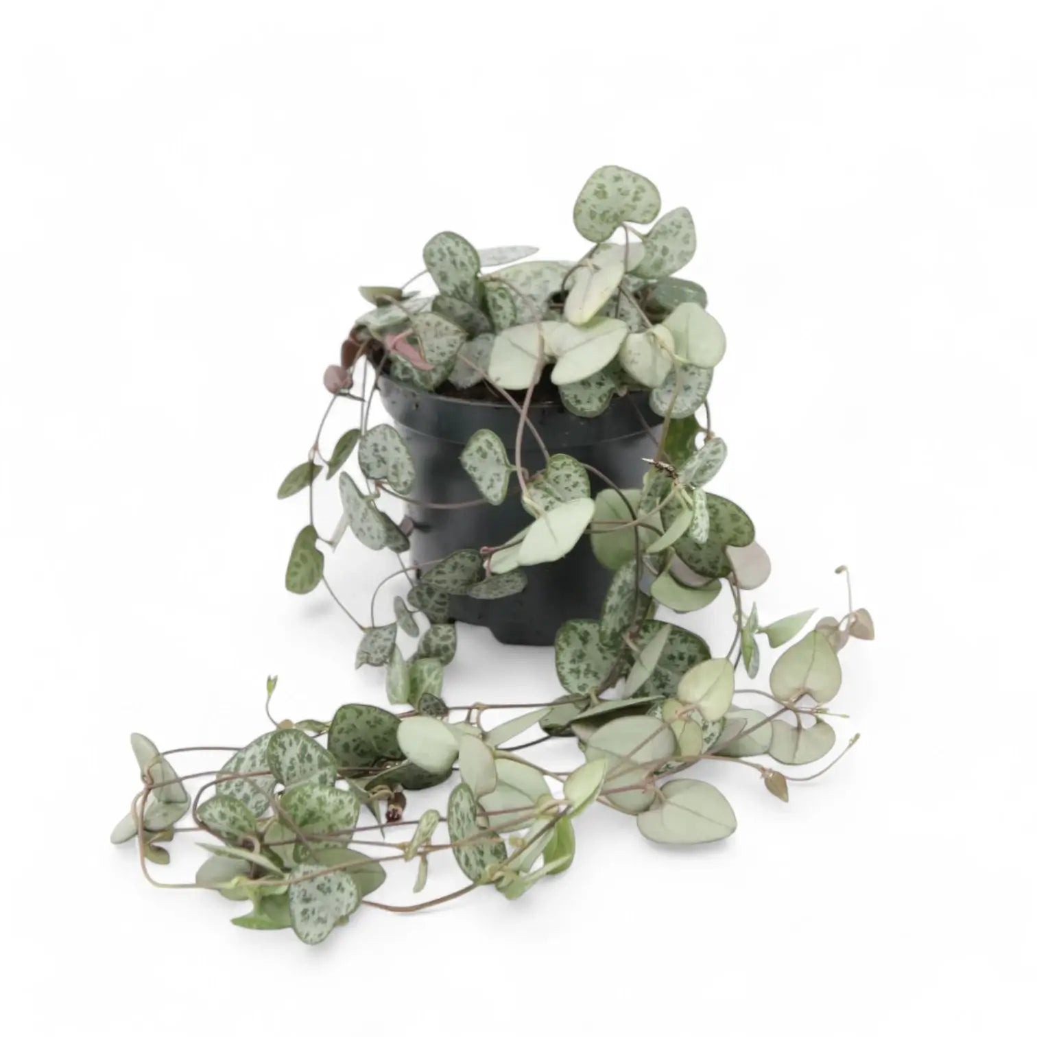 Ceropegia woodii potted houseplant in nursery pot on white background, product photo 4.