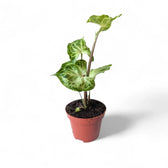 Syngonium podophyllum 'Batik' ('Golden venation') potted houseplant in nursery pot on white background, product photo 10.