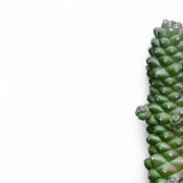 Euphorbia ritchiei leaf close-up on white background.