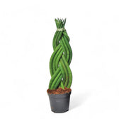 Dracaena angolensis (Sansevieria cylindrica) 'Twister' potted houseplant in nursery pot on white background, product photo 3.