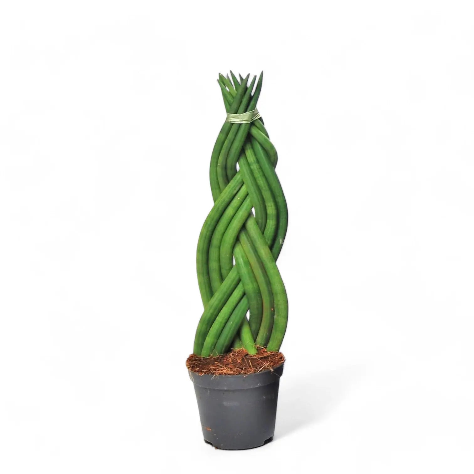 Dracaena angolensis (Sansevieria cylindrica) 'Twister' potted houseplant in nursery pot on white background, product photo 3.
