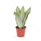 Dracaena (Sansevieria) trifasciata 'Moonshine' potted houseplant in nursery pot on white background, product photo 5.