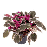 Streptocarpus sect. Saintpaulia 'Hovariagata'