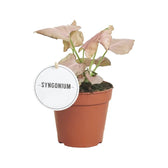 Syngonium podophyllum 'Strawberry' potted houseplant in nursery pot on white background, product photo 2.