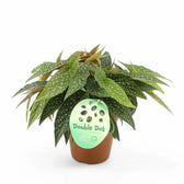 Begonia maculata 'Double Dot' potted houseplant in nursery pot on white background, product photo 4.