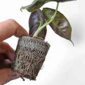 Alocasia azlanii potted houseplant in nursery pot on white background, product photo 6.