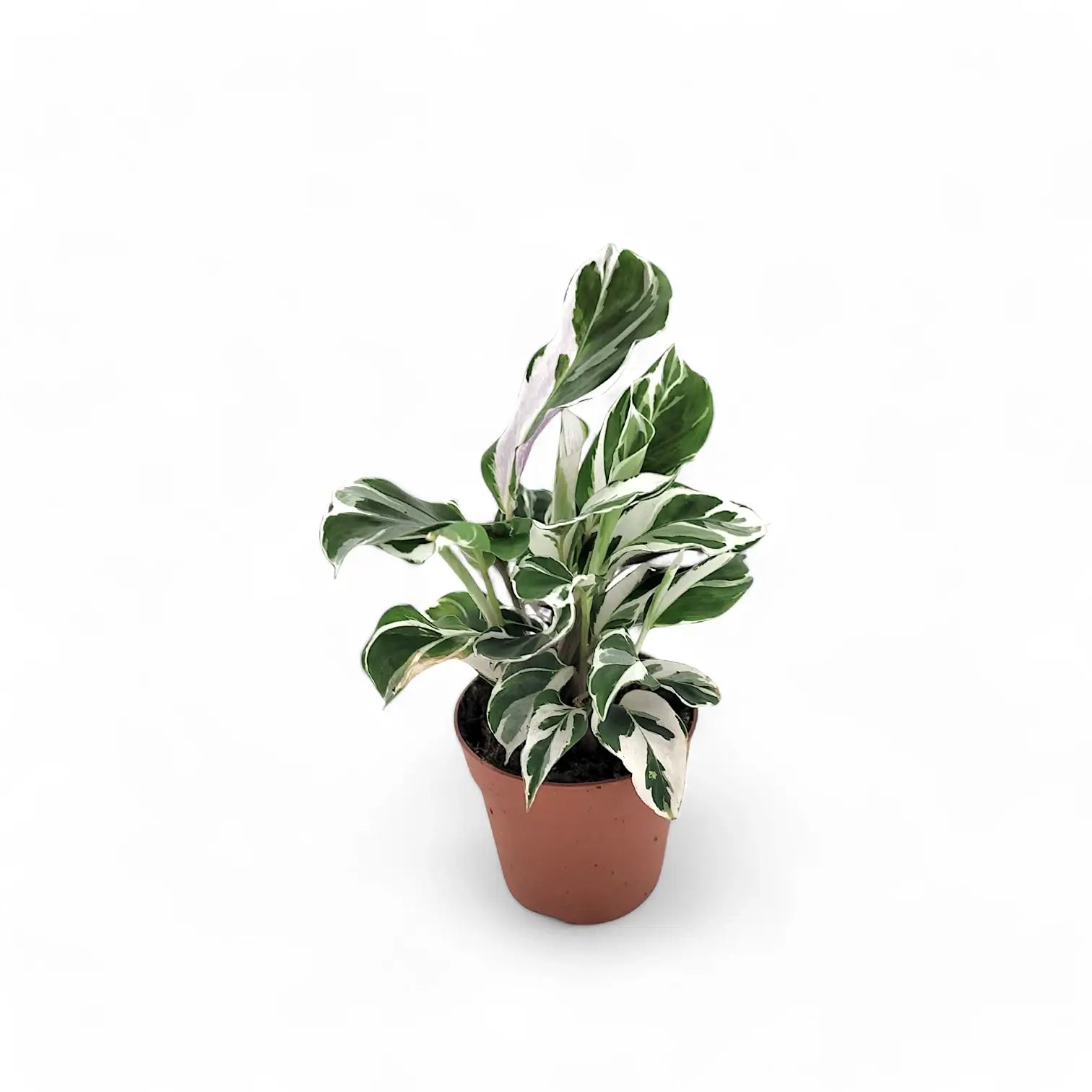 Goeppertia (Calathea) lietzei 'White fusion' potted houseplant in nursery pot on white background, product photo 5.