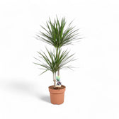 Dracaena reflexa var. angustifolia – Topfpflanze im Kulturtopf vor weißem Hintergrund, Produktfoto 3.