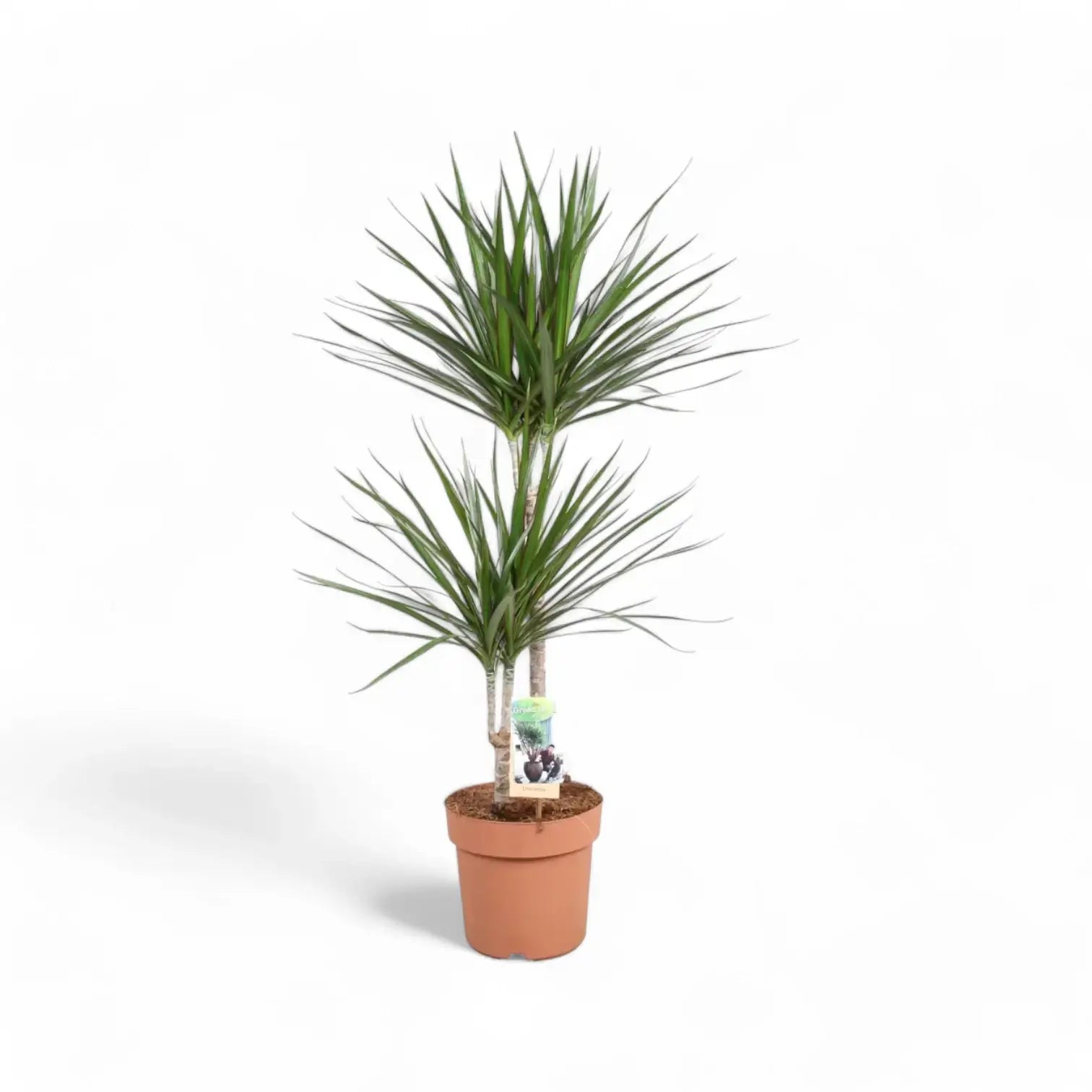 Dracaena reflexa var. angustifolia – Topfpflanze im Kulturtopf vor weißem Hintergrund, Produktfoto 3.