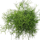 Rhipsalis teres f. heteroclada potted houseplant in nursery pot on white background, product photo 6.