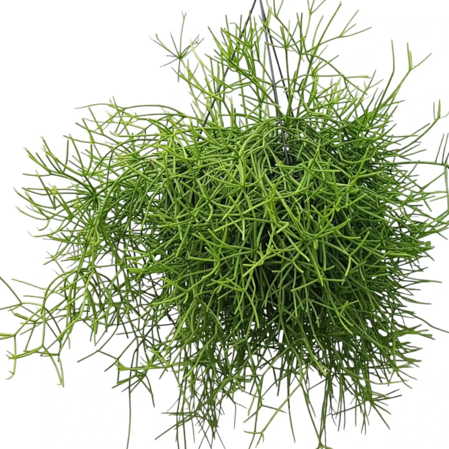 Rhipsalis teres f. heteroclada potted houseplant in nursery pot on white background, product photo 6.