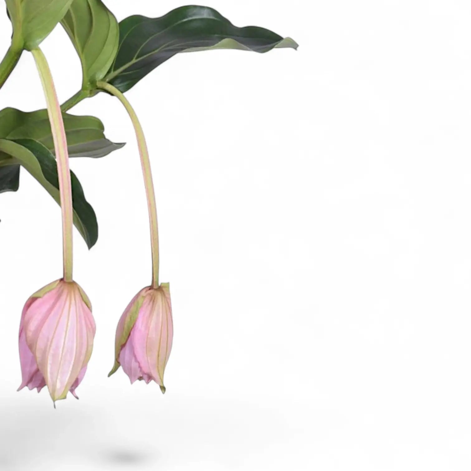 Nahaufnahme eines Blatts von Medinilla magnifica vor weißem Hintergrund.