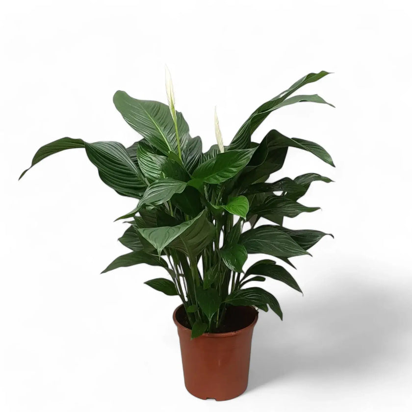 Spathiphyllum 'Sweet Silvana' potted houseplant in nursery pot on white background, product photo 2.