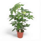 Heptapleurum (Schefflera) actinophyllum 'Amate' potted houseplant in nursery pot on white background, product photo 6.