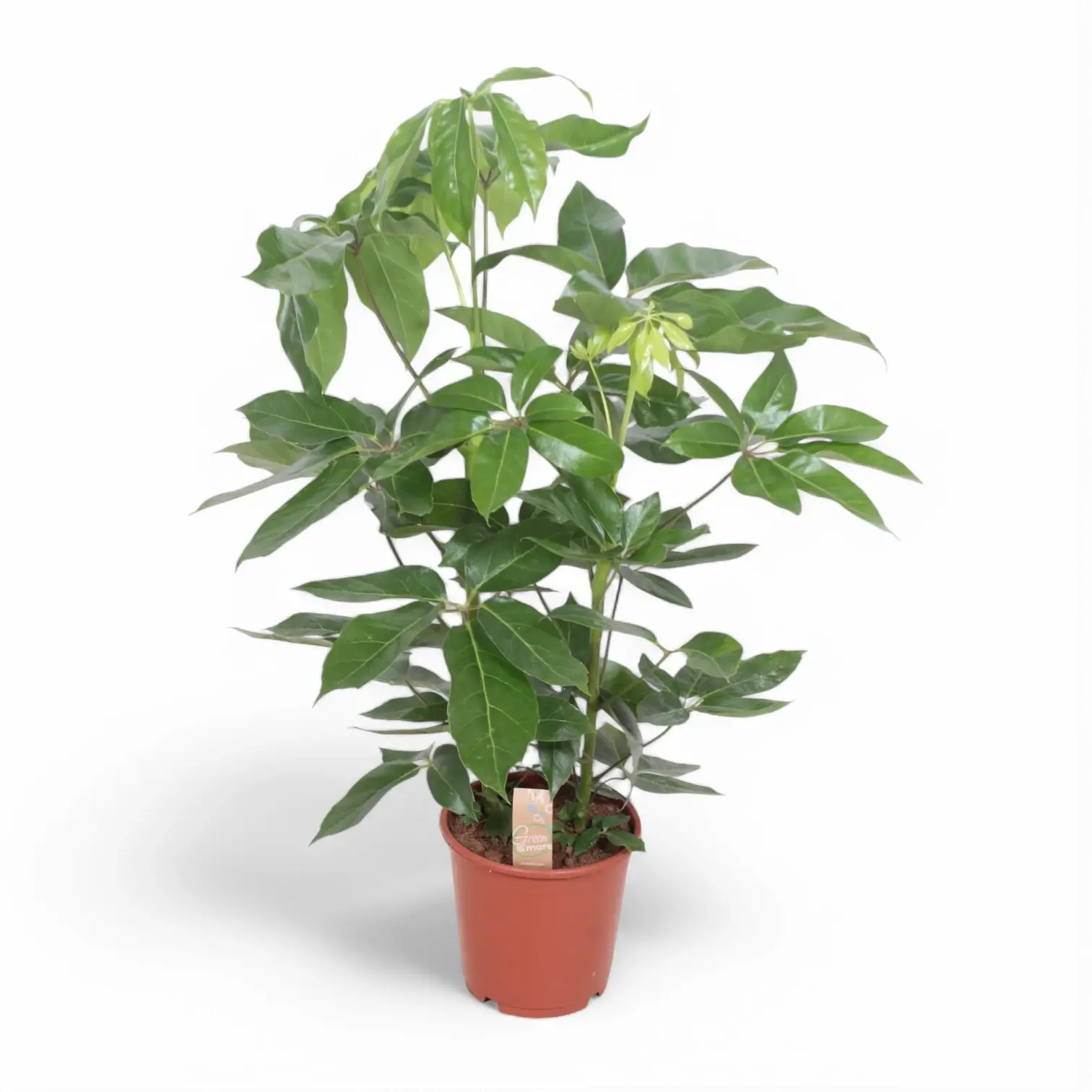 Heptapleurum (Schefflera) actinophyllum 'Amate' potted houseplant in nursery pot on white background, product photo 6.