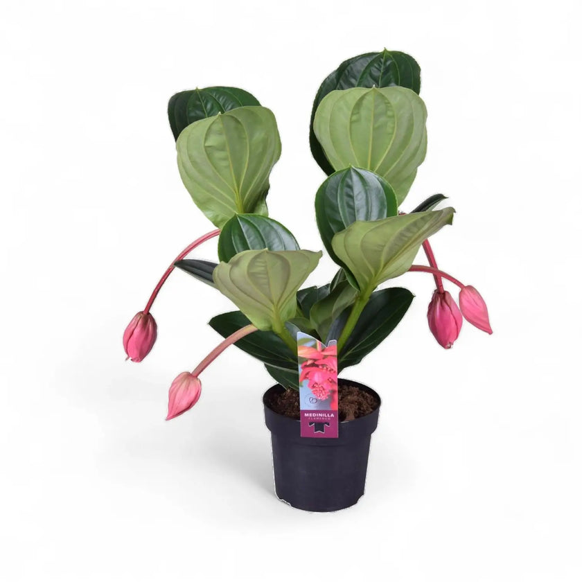 Medinilla magnifica 'Flamenco' – Zimmerpflanze im Kulturtopf auf weißem Hintergrund, Produktfoto 2.