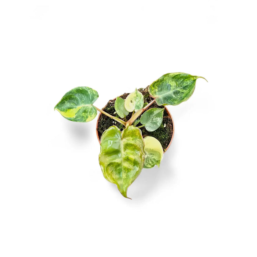 Philodendron billietiae variegata – Topfpflanze im Kulturtopf vor weißem Hintergrund, Produktfoto 2.
