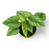 Philodendron mamei potted houseplant in nursery pot on white background, product photo 6.