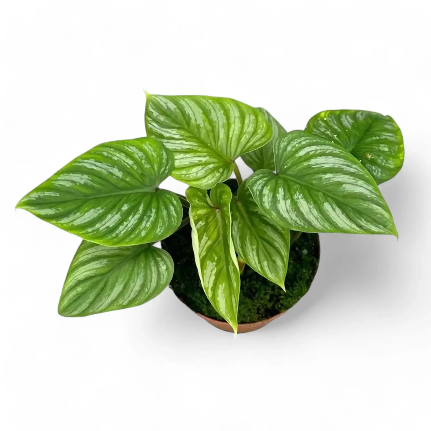 Philodendron mamei potted houseplant in nursery pot on white background, product photo 6.