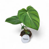 Philodendron 'Dean McDowell' (gloriosum x pastazanum) potted houseplant in nursery pot on white background, product photo 5.