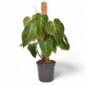 Philodendron 'Splendid' (verrucosum x melanochrysum) potted houseplant in nursery pot on white background, product photo 10.