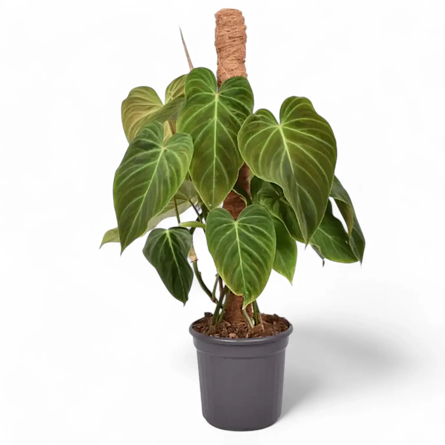 Philodendron 'Splendid' (verrucosum x melanochrysum) potted houseplant in nursery pot on white background, product photo 10.