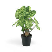 Caladium 'Frog in a Blender'