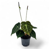 Anthurium clarinervium – Topfpflanze im Kulturtopf vor weißem Hintergrund, Produktfoto 11.