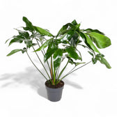 Thaumatophyllum spruceanum 'Green Wonder' ('Fun Bun') – Zimmerpflanze im Kulturtopf auf weißem Hintergrund, Produktfoto 2.